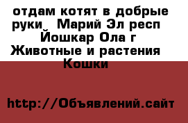 отдам котят в добрые руки - Марий Эл респ., Йошкар-Ола г. Животные и растения » Кошки   